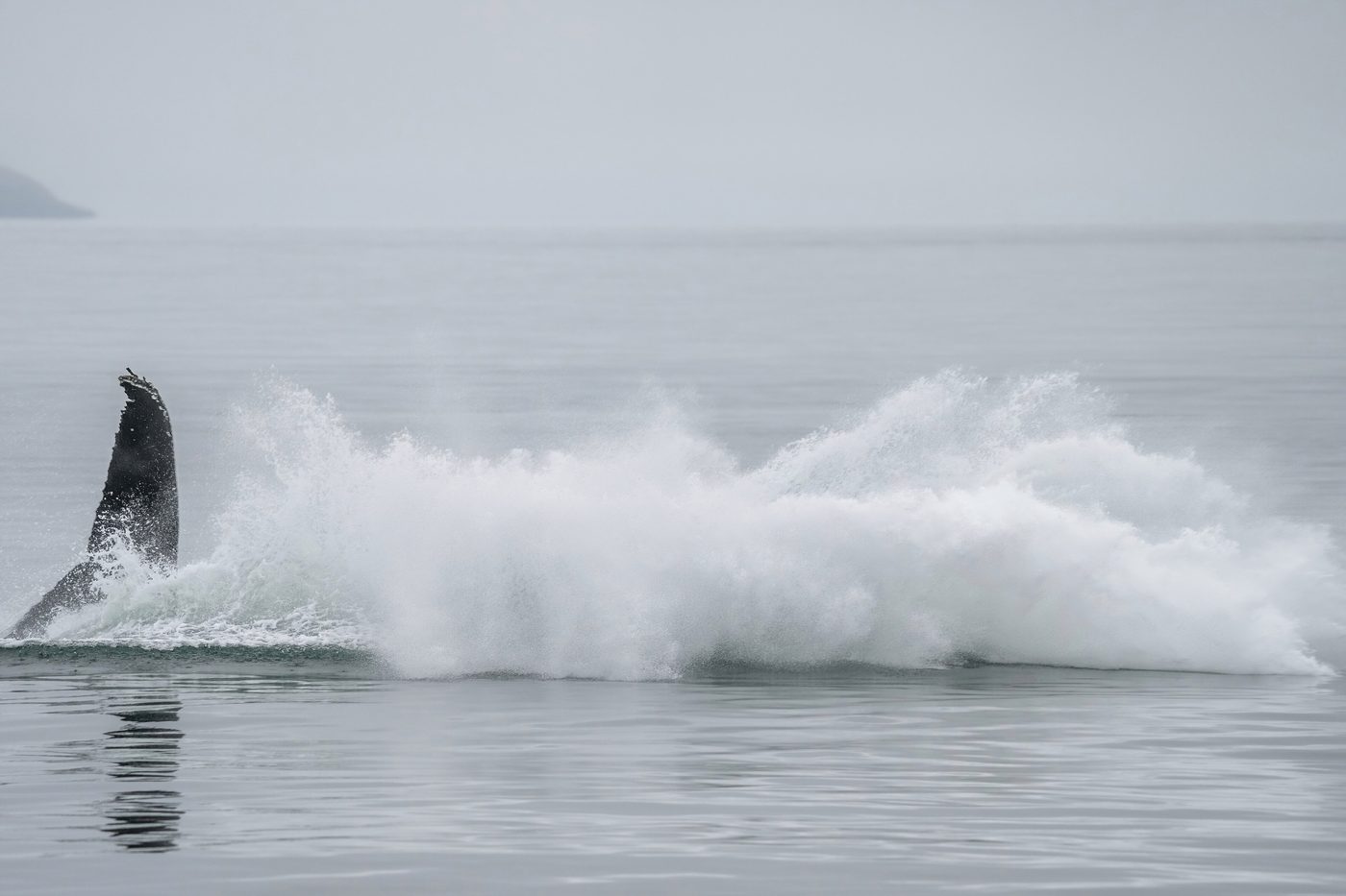 Humpback whale splashing back into the sea after breaching during whale-watching season