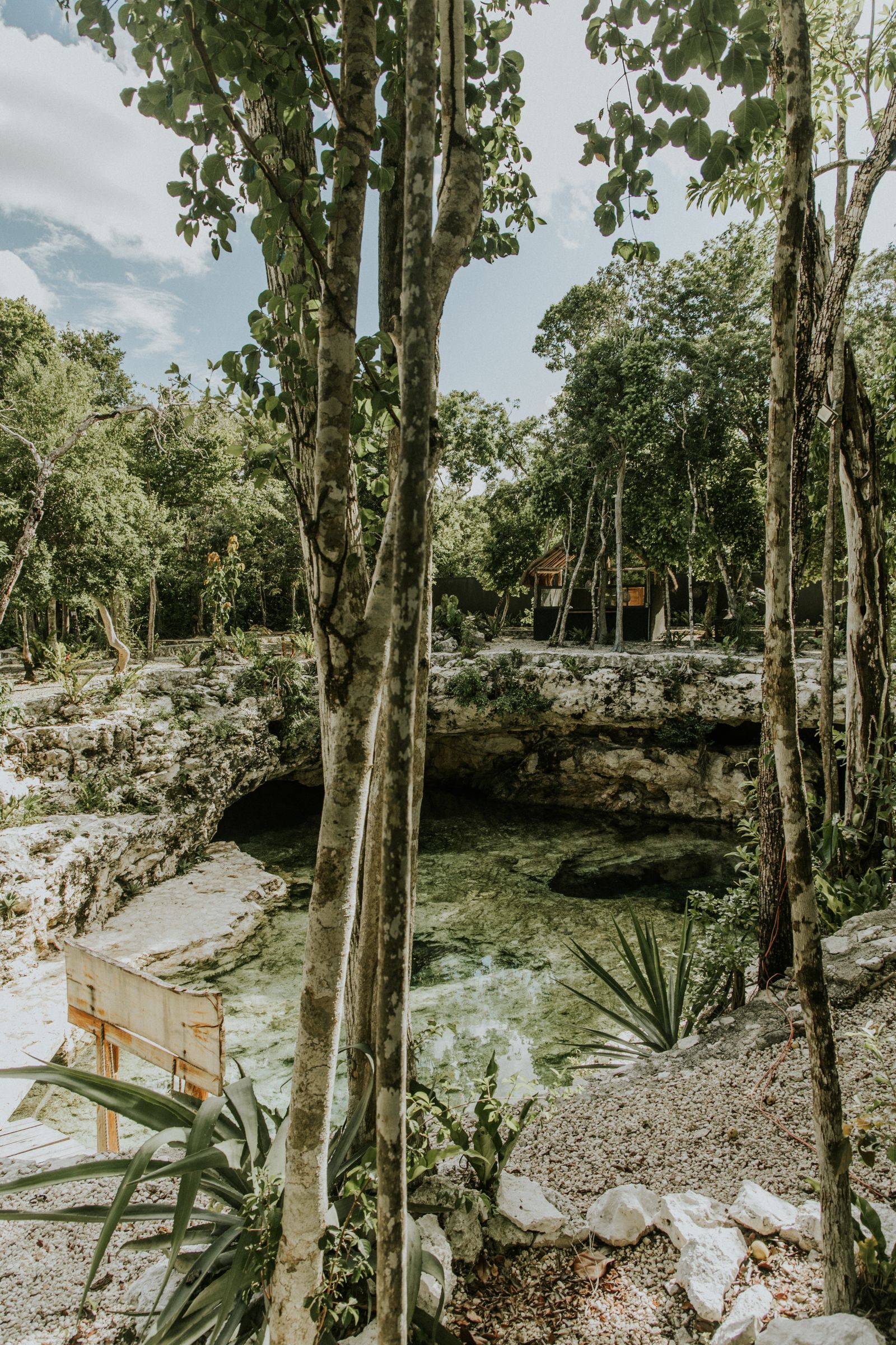 A swimmer in a jungle cenote