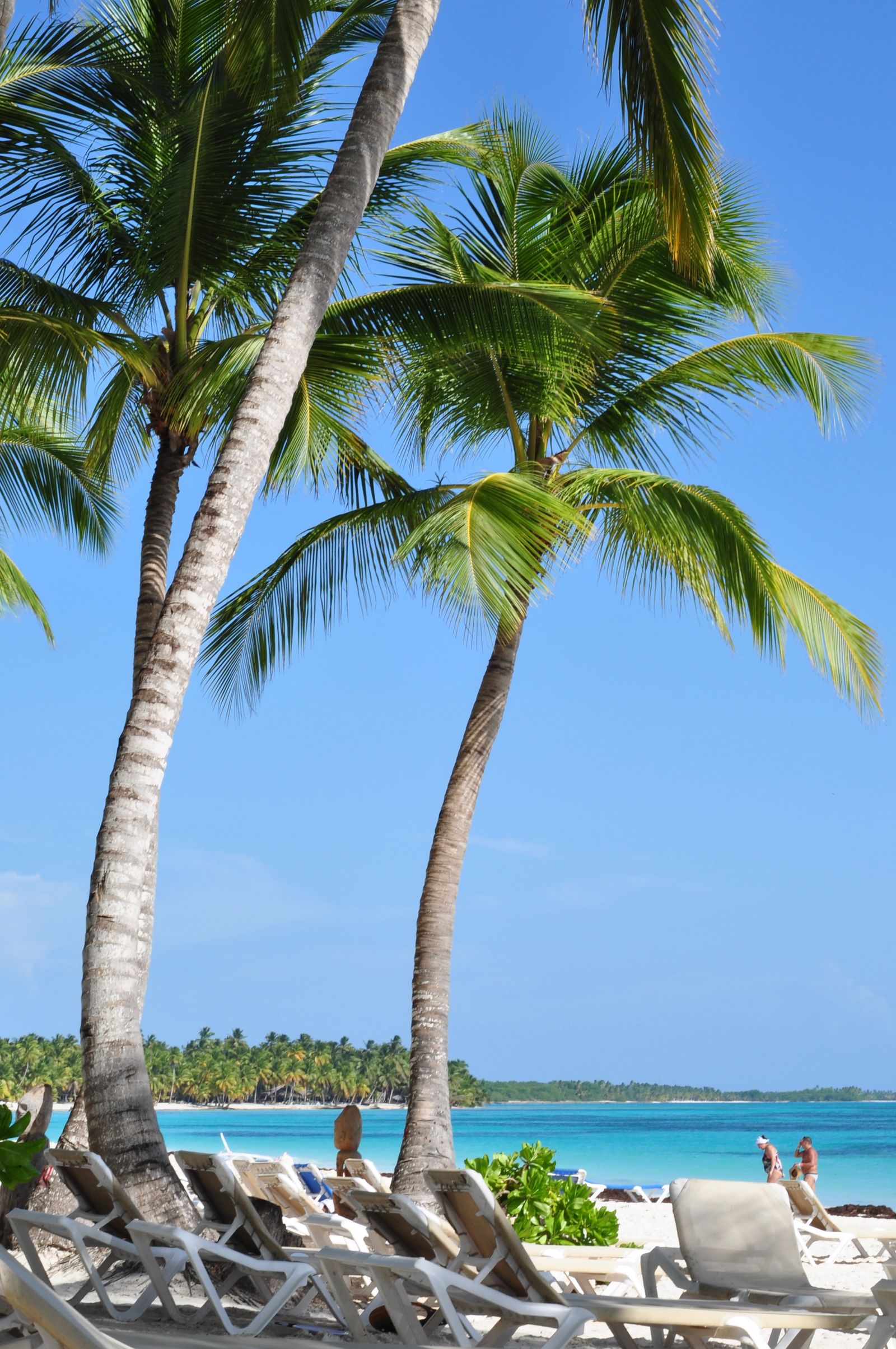 A palm-lined Dominican Republic beach